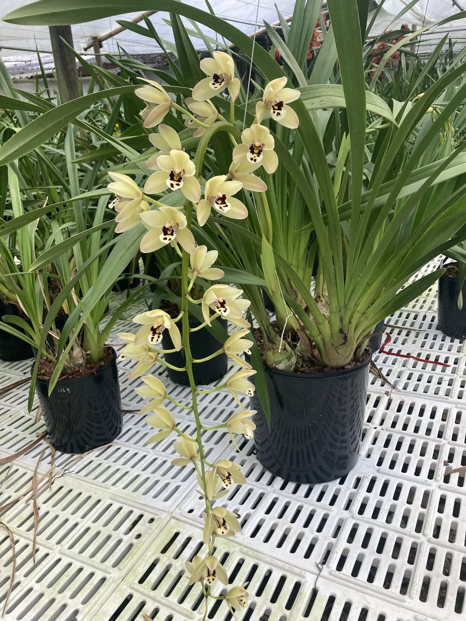 Cym. Parish Madness '29' (4n) (madidum X parishii var. sanderae) (photo courtesy of Andy Easton)