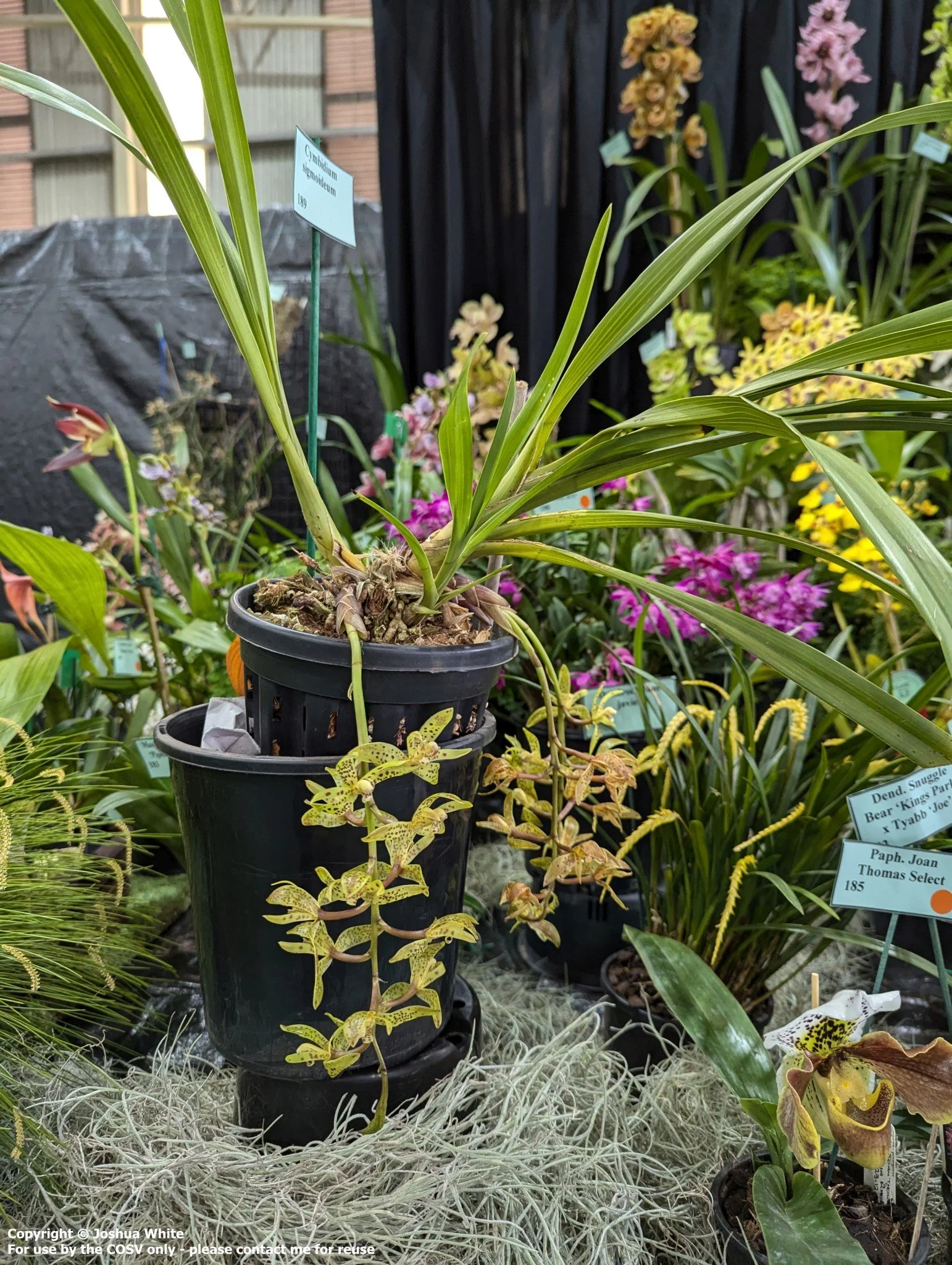 Cym. sigmoideum