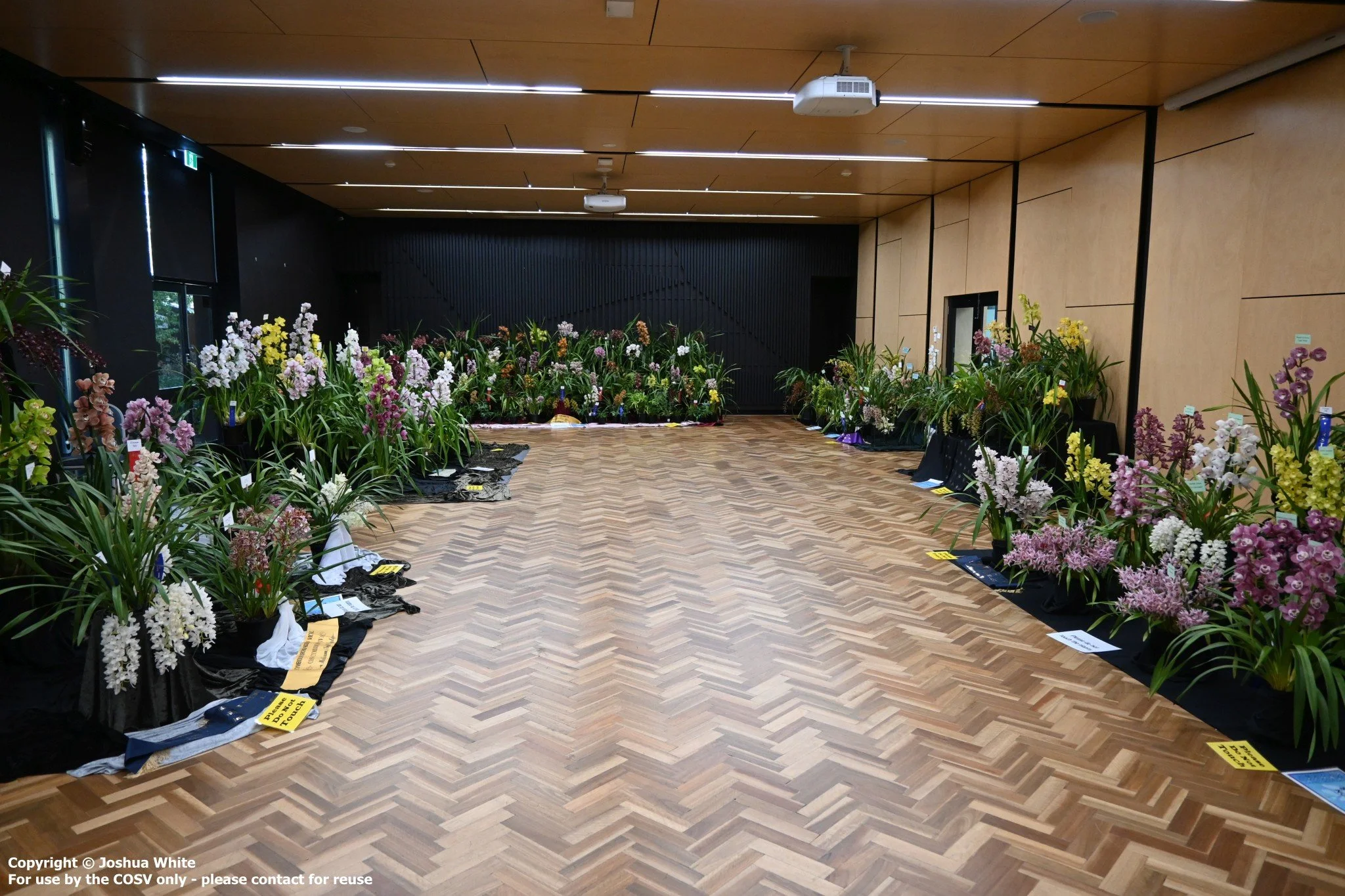 Cymbidium Orchid Festival 2026