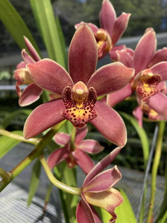 Cym. Bert Ruiter #1 (4n) (insigne X madidum) (photo courtesy of Andy Easton)
