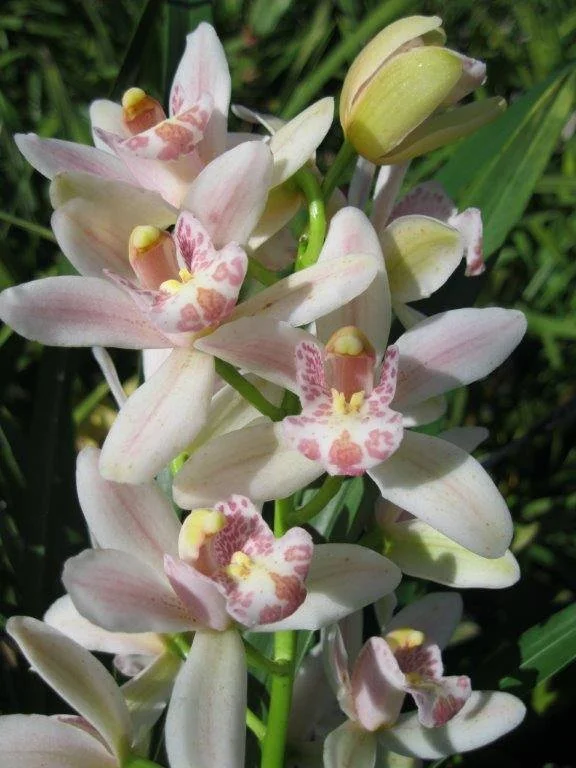 Cym. Minuet 'NH' (4n) (insigne alba X floribundum var. album) (photo courtesy of Andy Easton)