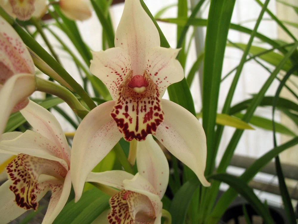 Cym. Hooked on Classics (erythrostylum X hookerianum) (photo courtesy of Nado Lenkic)