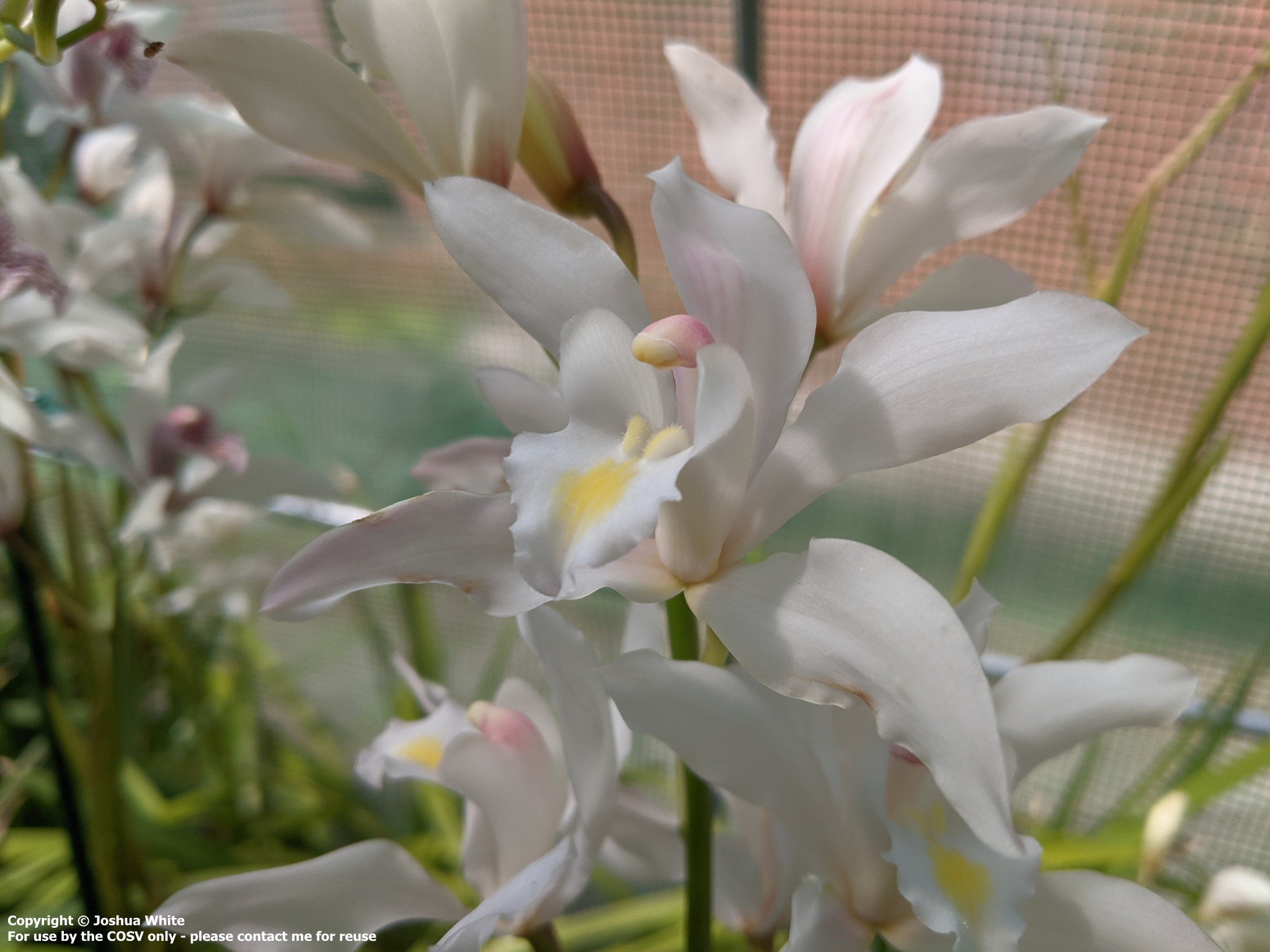 Cym. Durrell (2n) (insigne X seidenfadenii)
