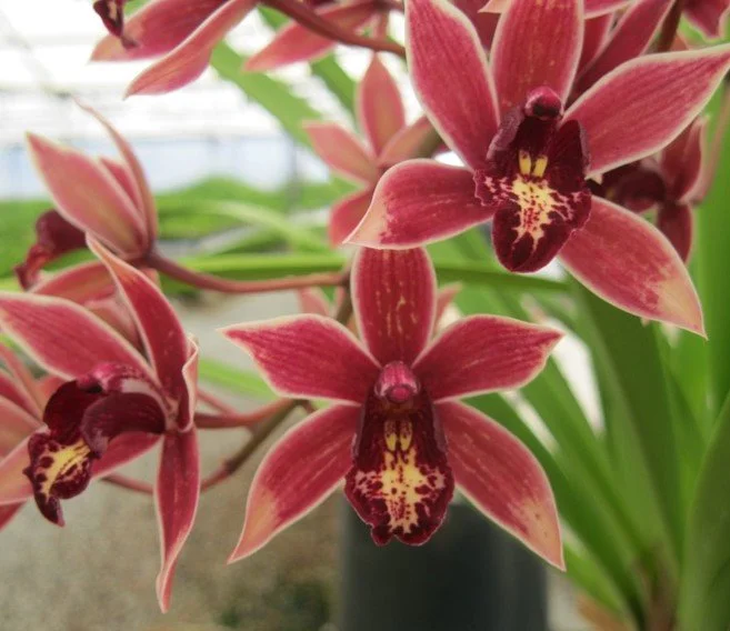 Cym. Canal Parish 'NH' (2n) (parishii var. sanderae X canaliculatum) (photo courtesy of Andy Easton)