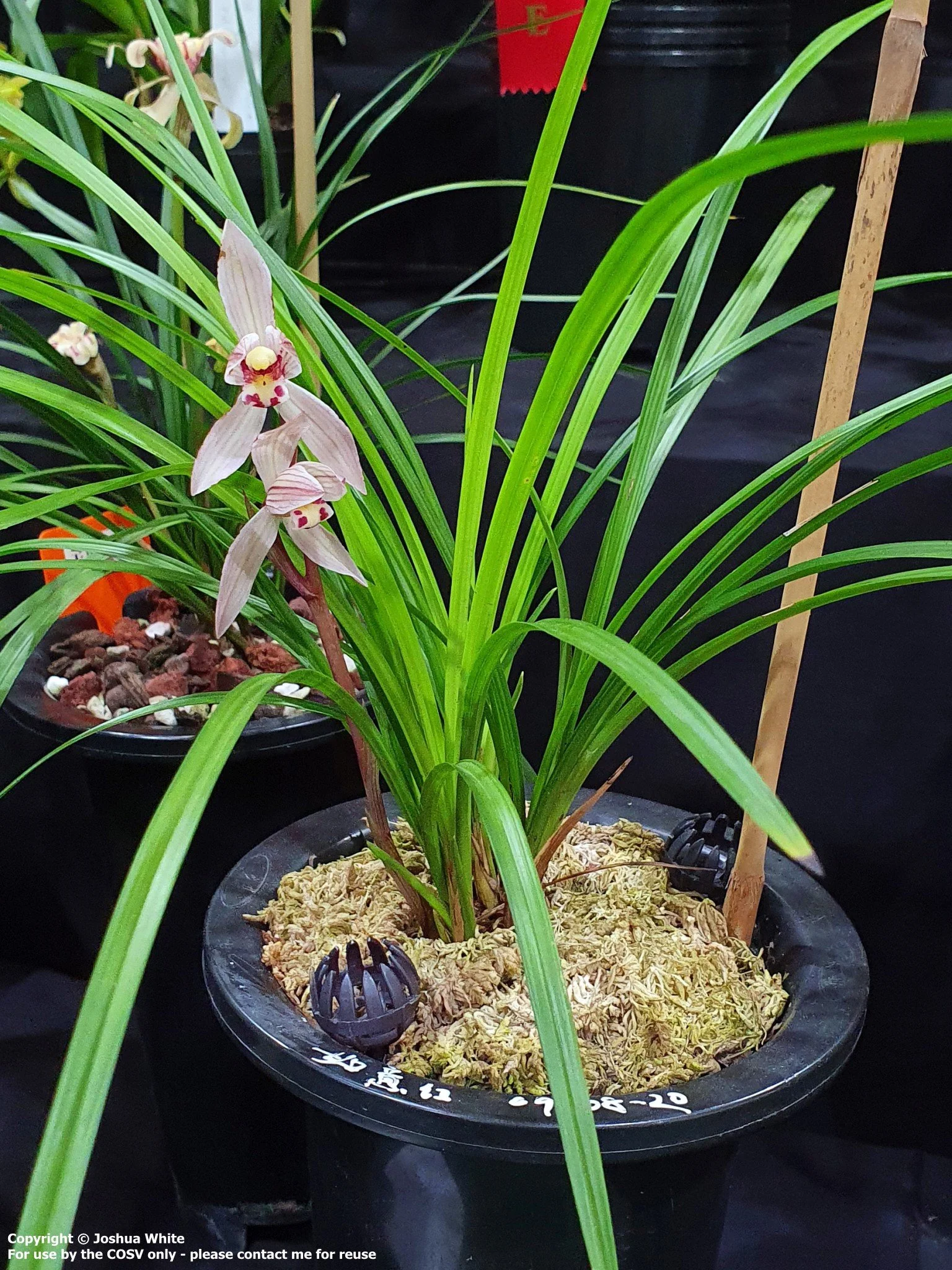 Cym. tortisepalum 'Happy Red'