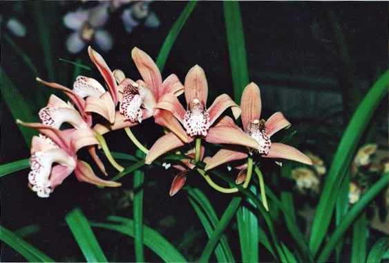 Cym. Iridae (parishii var. sanderae FCC/RHS X iridioides) (photo courtesy of Nado Lenkic)