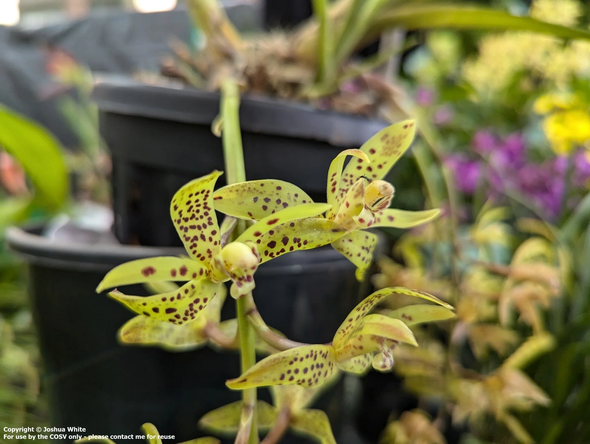 Cym. sigmoideum
