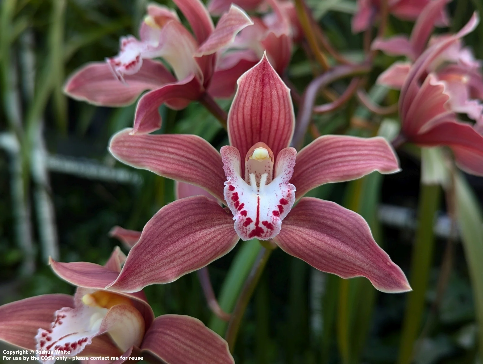 Cym. Ceres (iansonii X insigne)