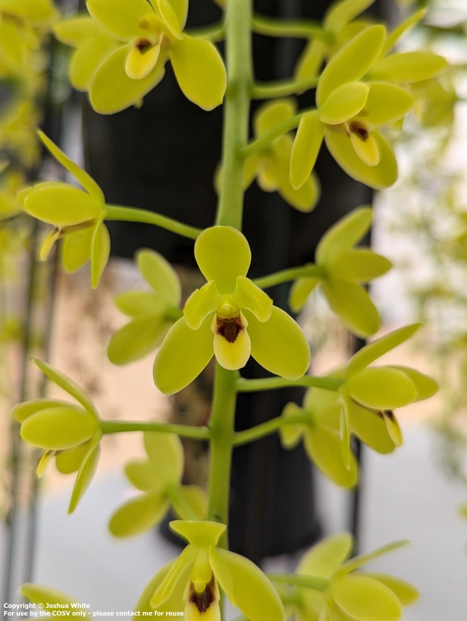 Cym. Kuranda (madidum X suave)