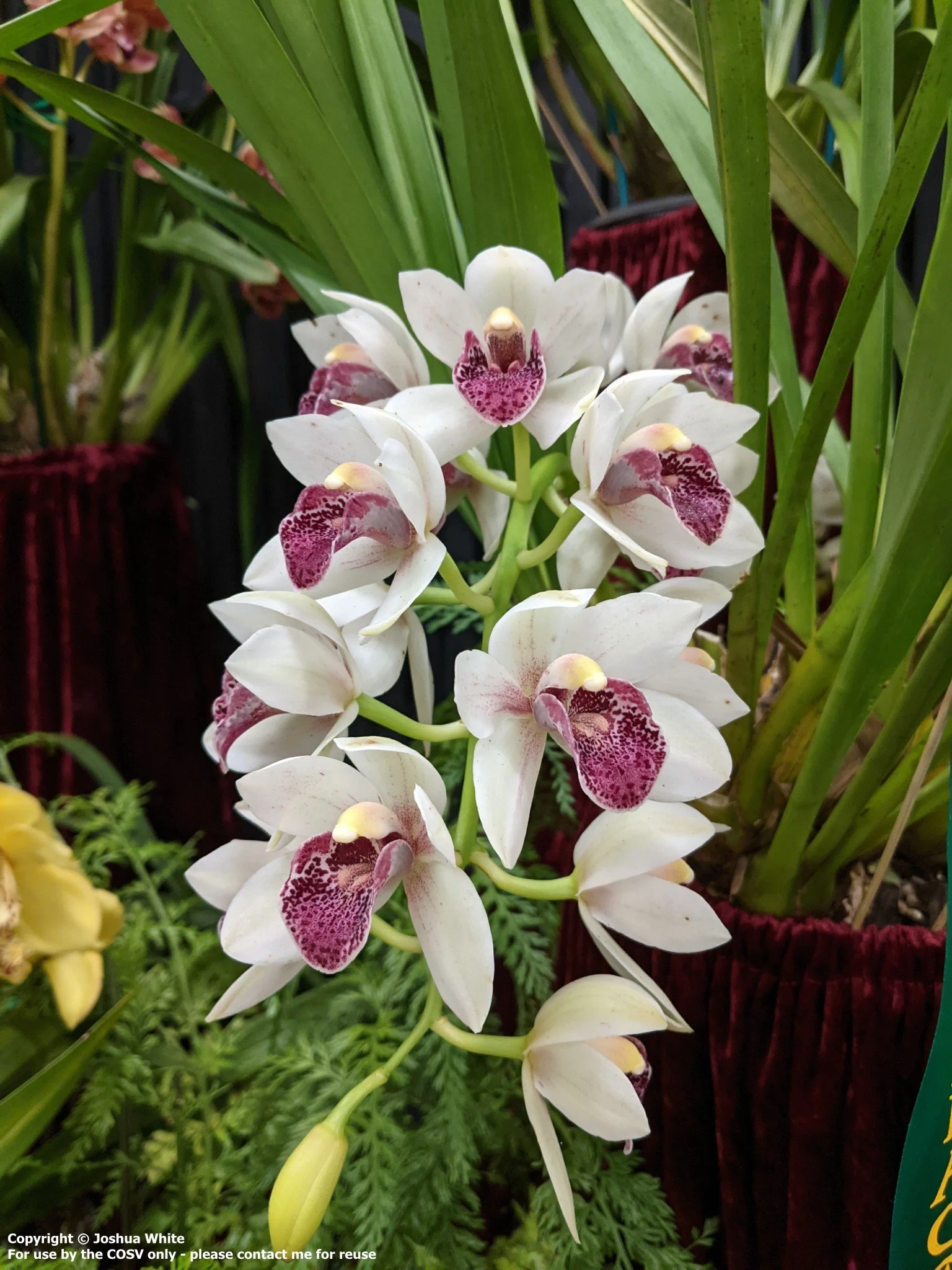 Cym. Devon Parish (parishii var. sanderae X devonianum)