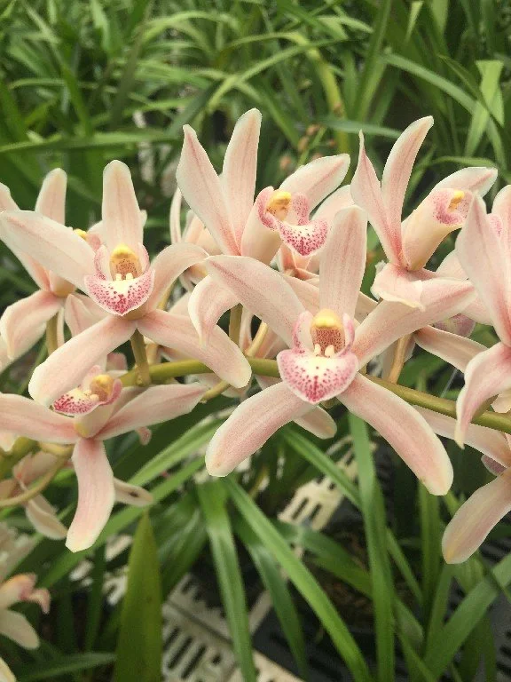 Cym. Tavatchai Thongprasert 'NH' (4n) (insigne X bicolor) (photo courtesy of Andy Easton)