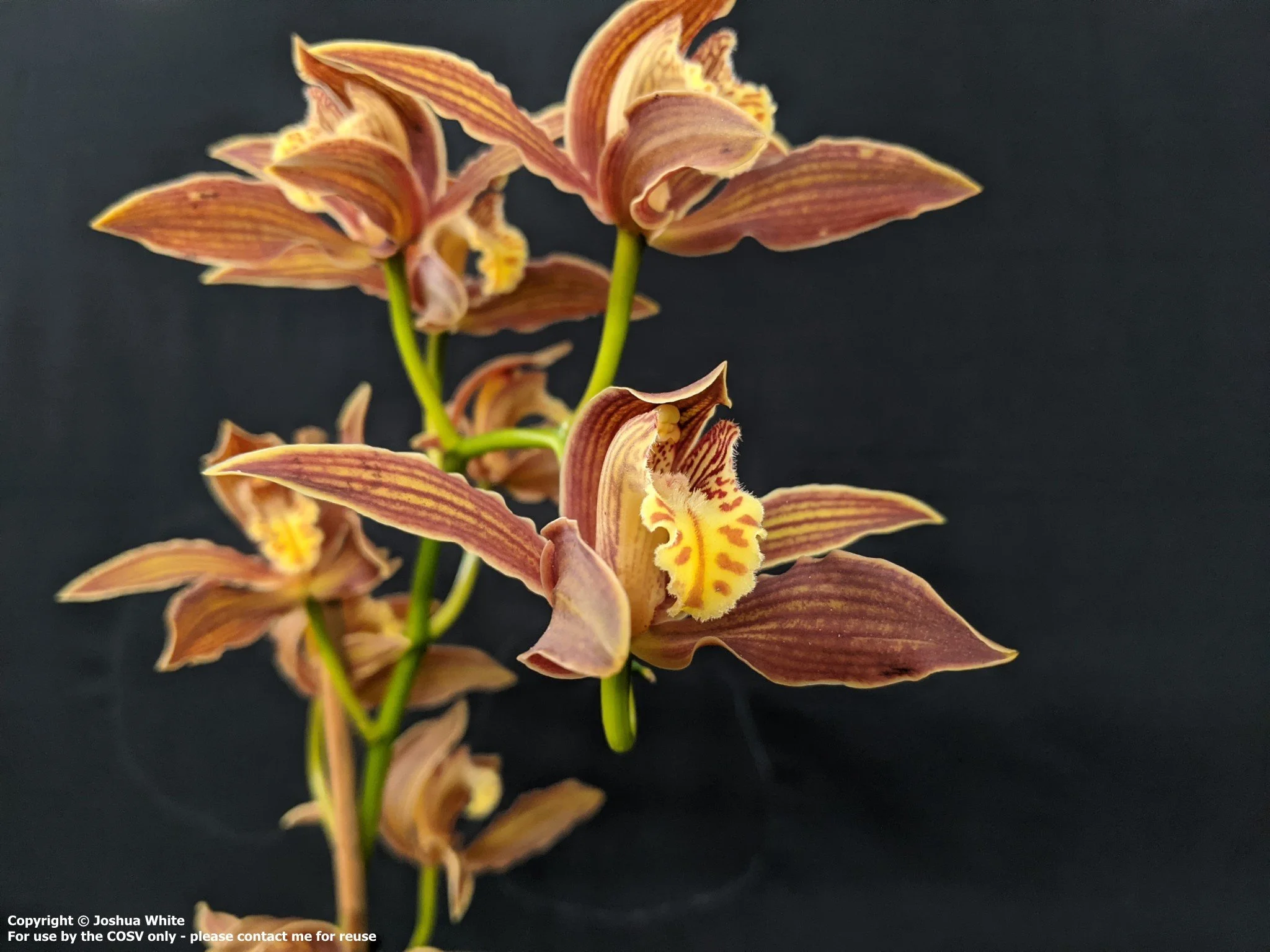 Cym. iridioides