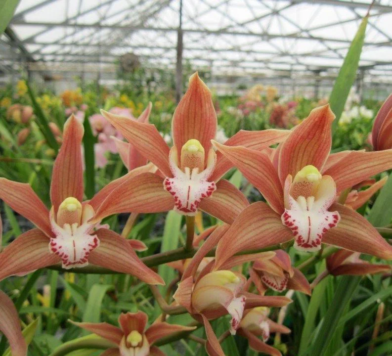 Cym. Ceres 'NH' (4n) (iansonii X insigne) (photo courtesy of Andy Easton)