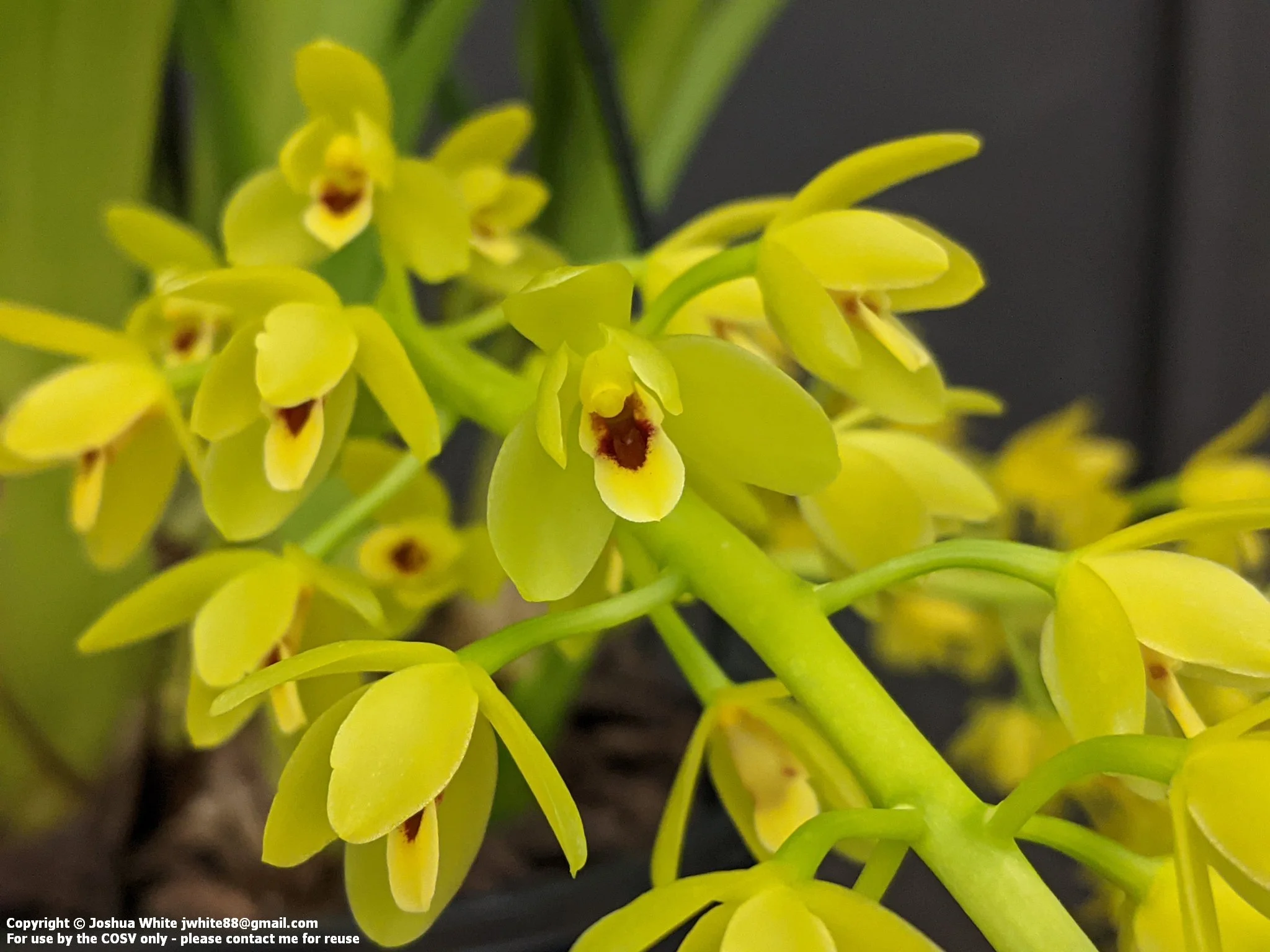 Photos from the Spring Show — Cymbidium Orchid Society of Victoria