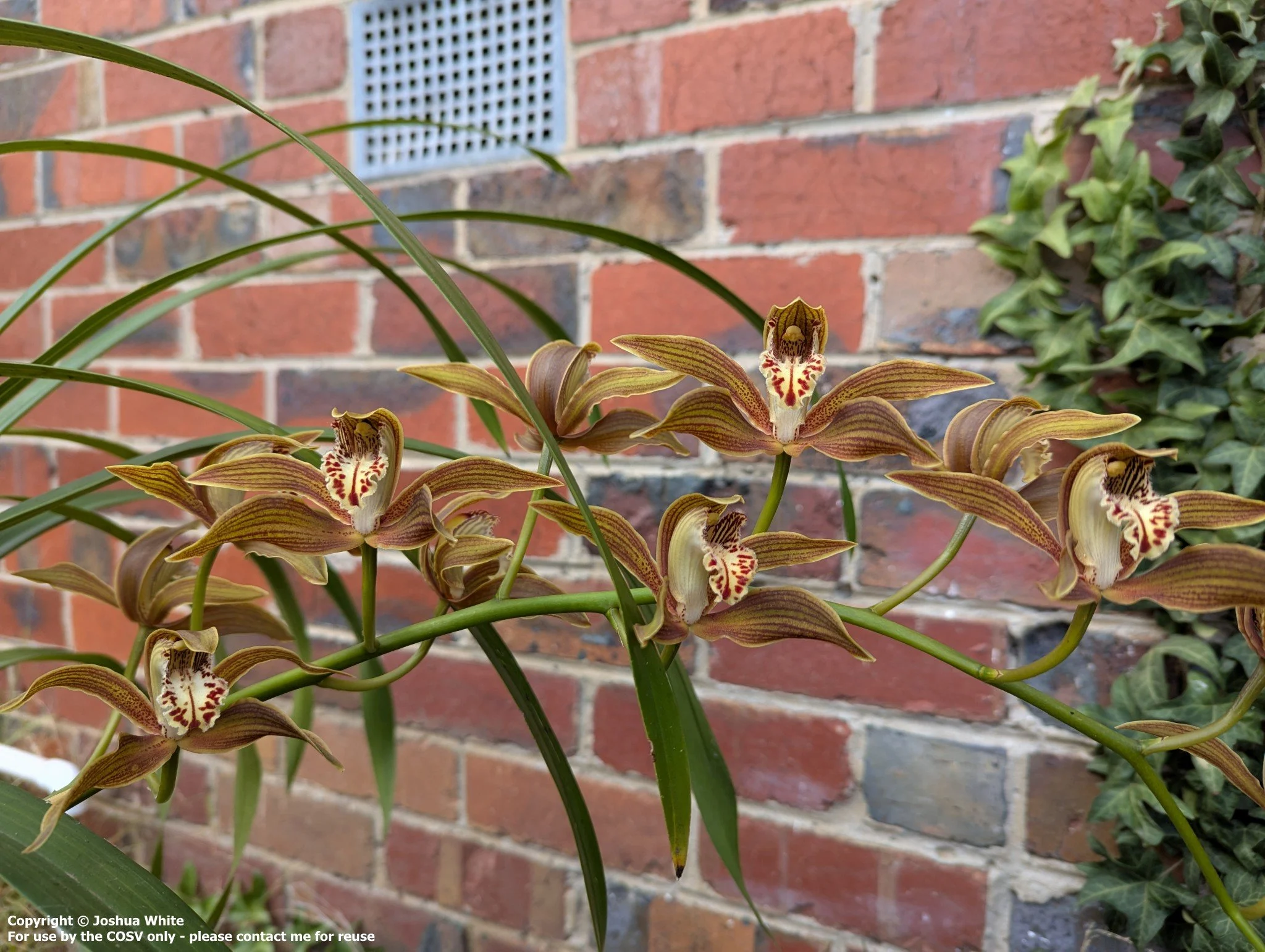 Cym. iridioides - eastern form - 2025 flowering