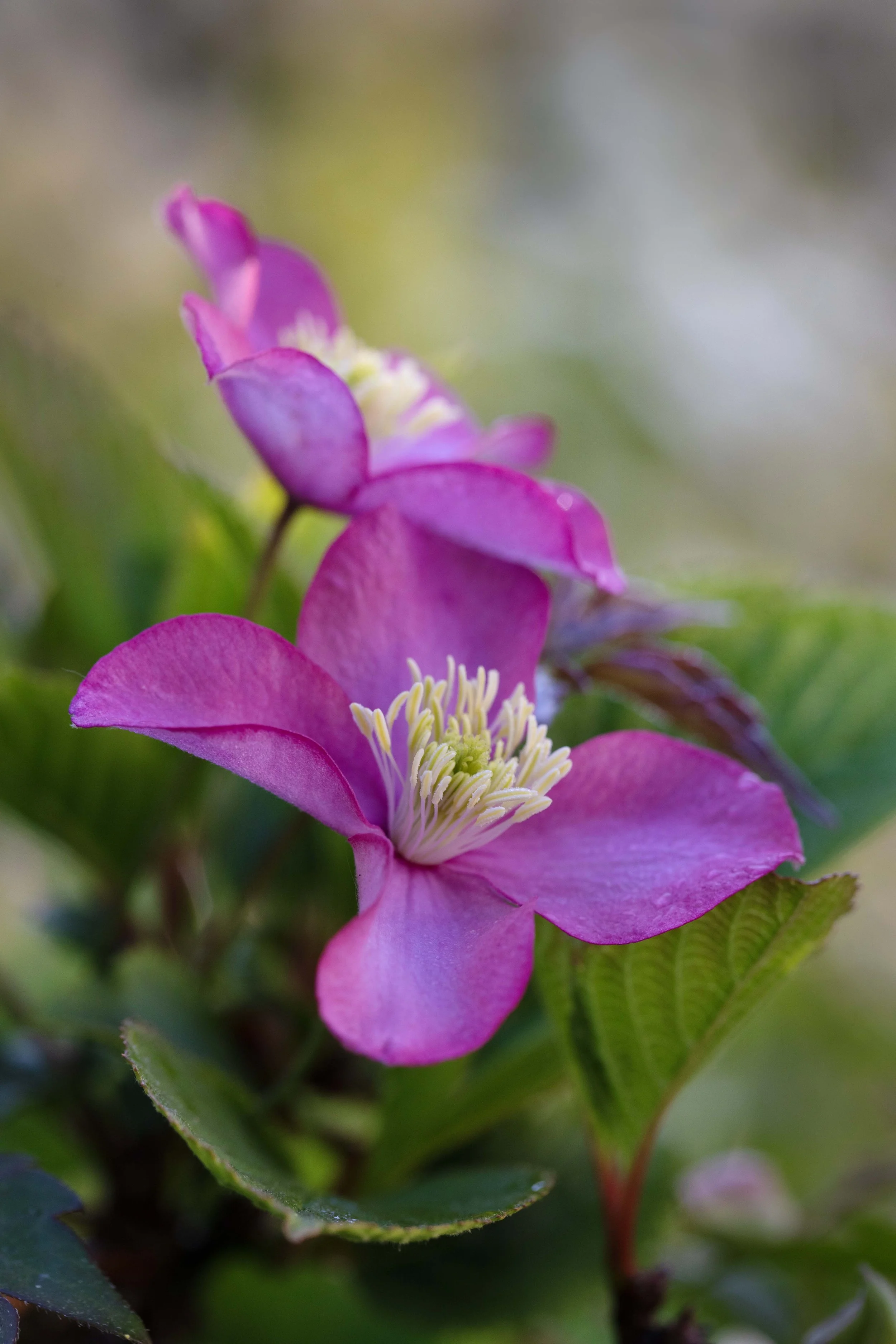 Clematis_012_01.jpg