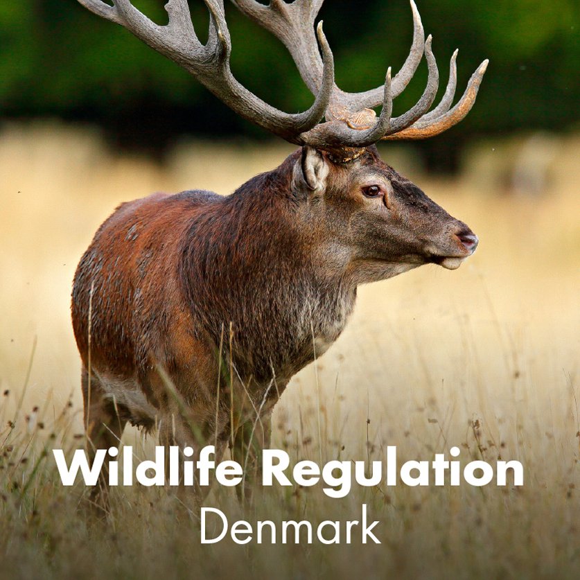 Wildlife Regulation - Denmark