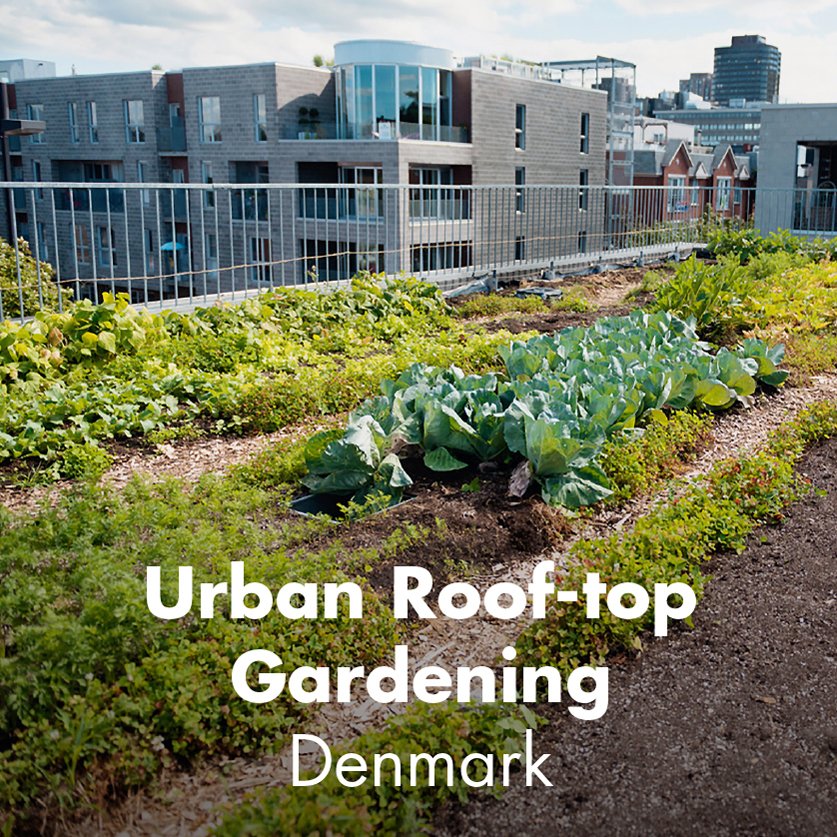 Urban Roof-top Gardening - Denmark