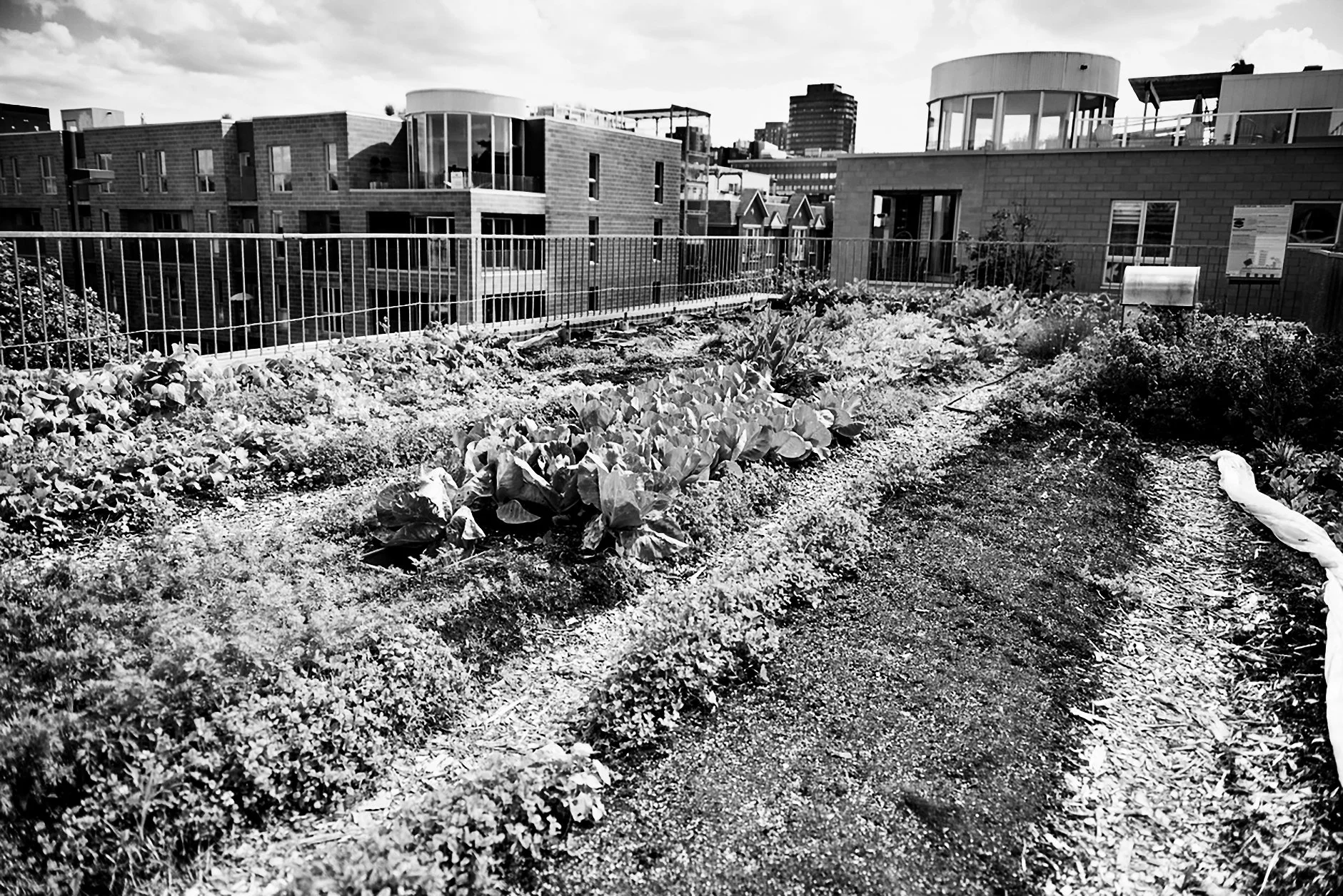 Urban Roof-top Gardening.jpg