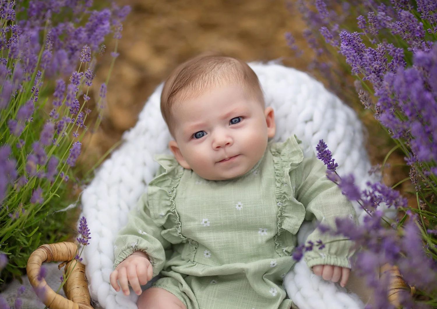 lavender-field-baby-photo.jpg