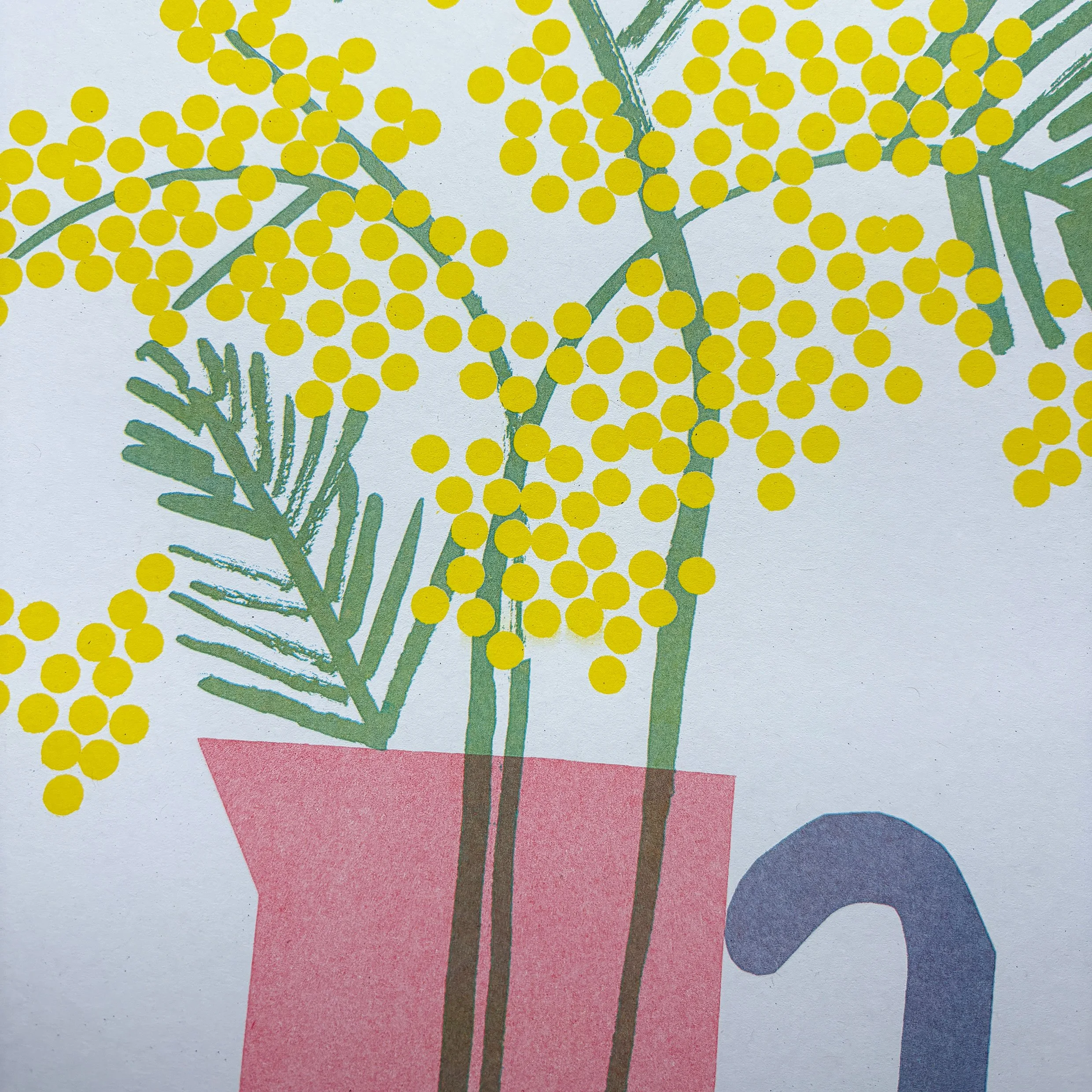 Mimosa-2.jpg