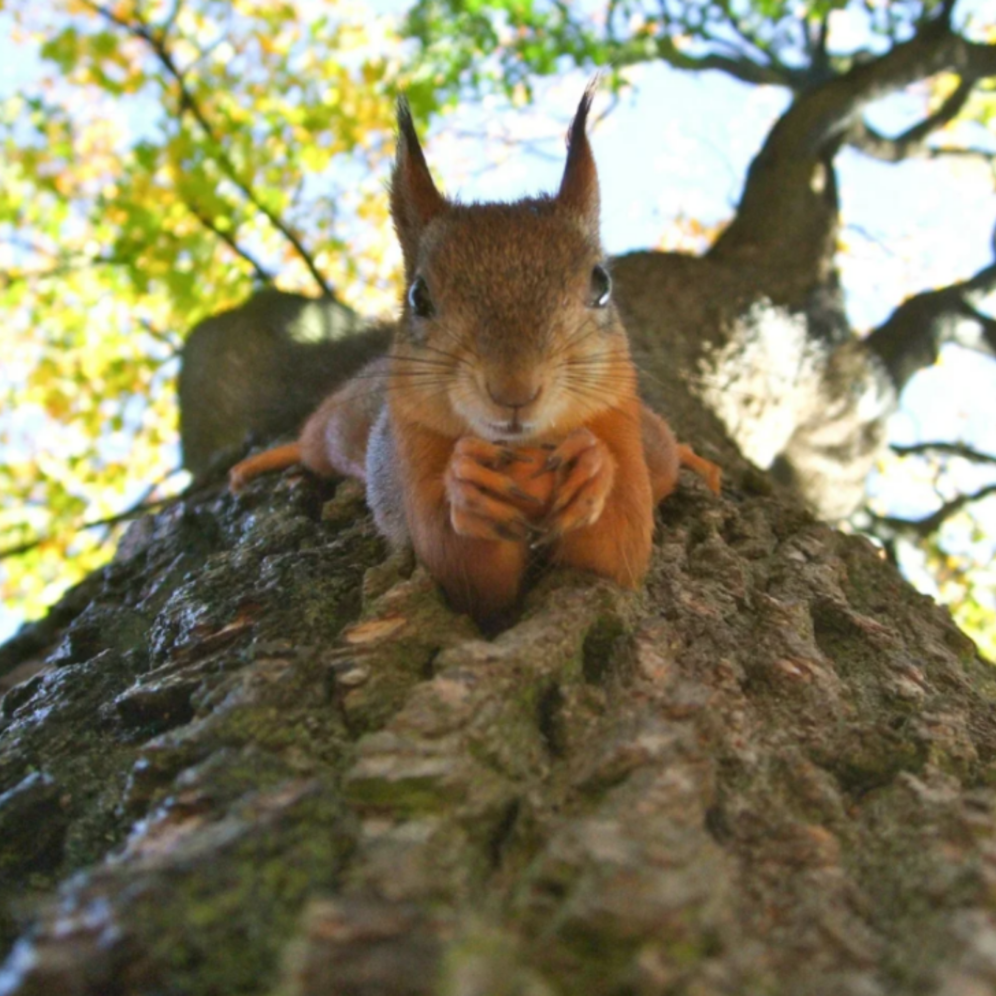 The Restless Brain - ADHD, Addiction and the Search for Quiet