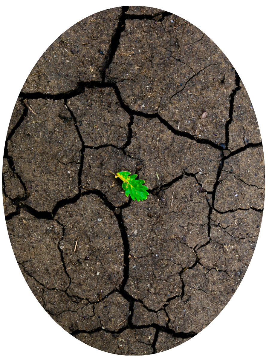 A small green seedling with some yellow spots growing in cracked, dry soil.