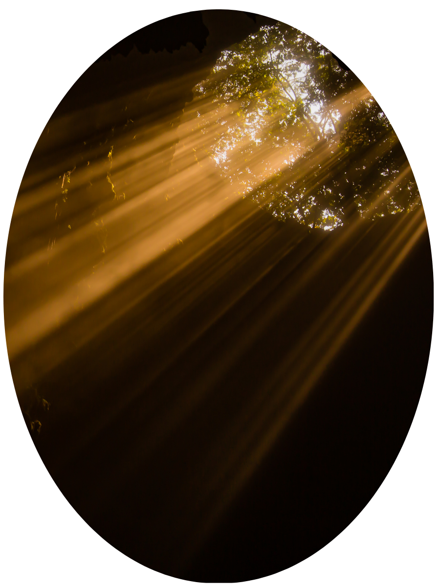 Sunlight streaming through the leaves of a tree, creating rays of light in a forest or wooded area.