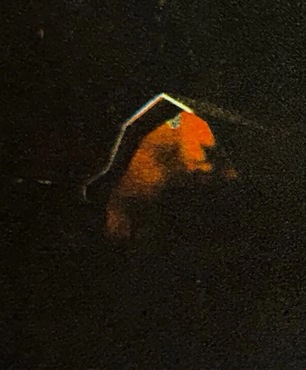 hercun sooke copy.jpeg