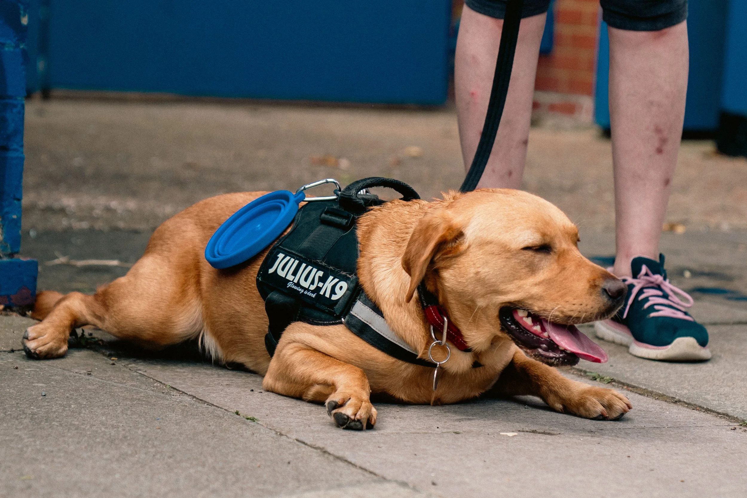 Kontenthaus_AFC_Wimbledon_Womble_Walk_DH_28JUNE26_072.JPG