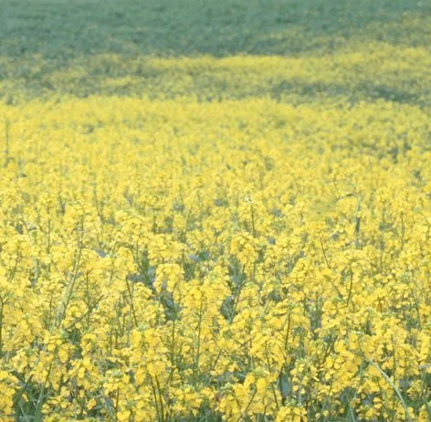 MUSTARD.jpg