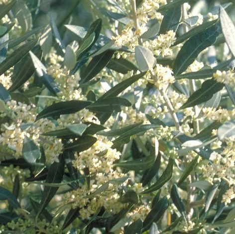 OLIVE.jpg