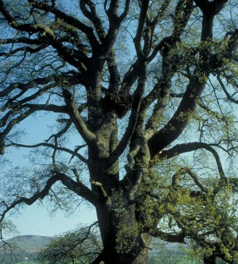 OAK.jpg
