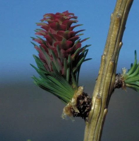 LARCH.jpg