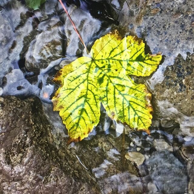 Golden League
#water #leaf #flow #summer #mountains #river #golden #photography #art