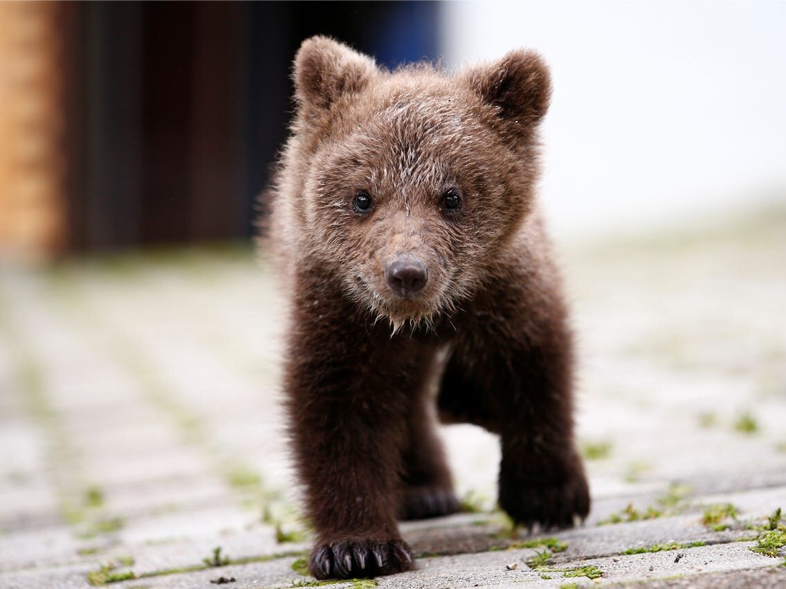 Happy Birthday Cub!