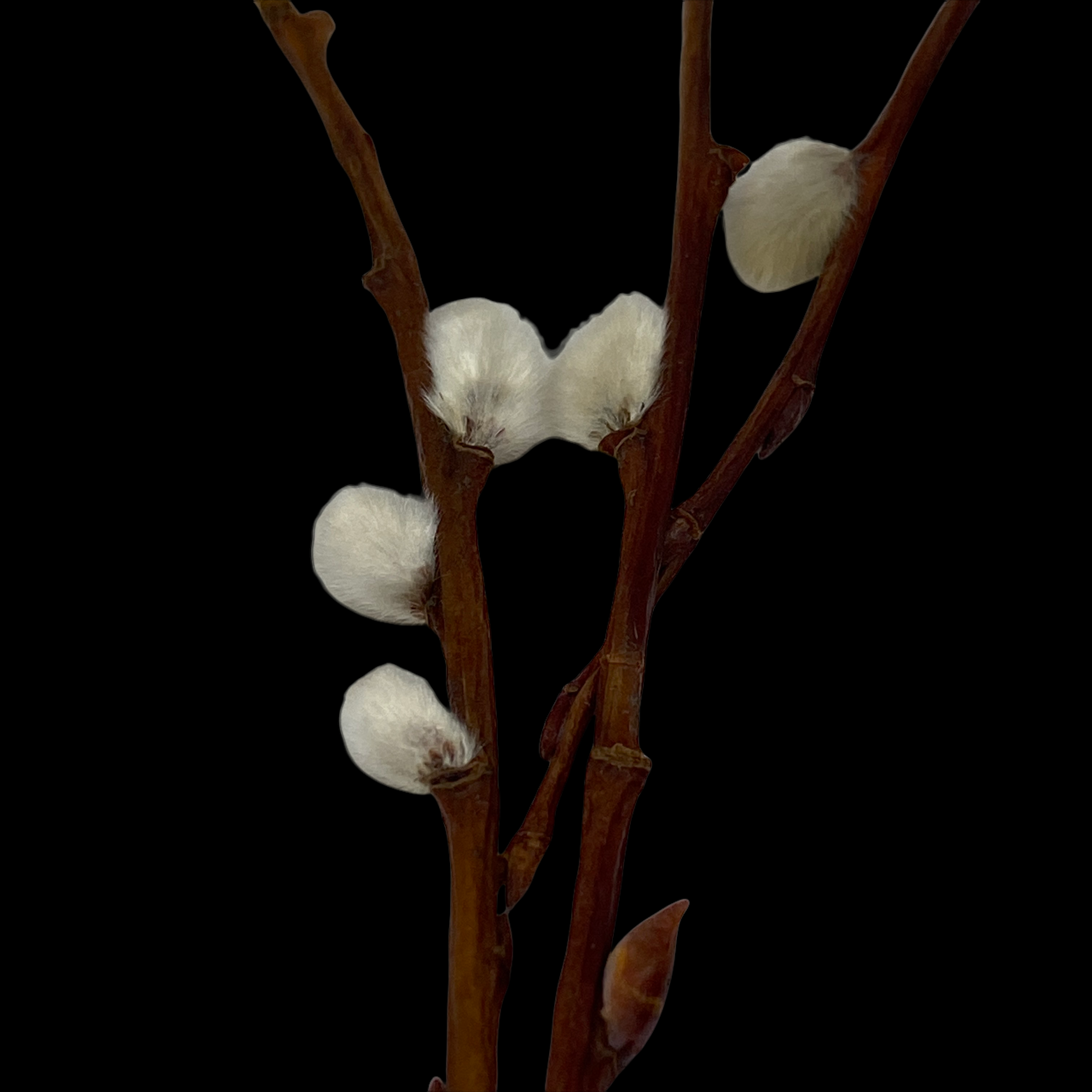 PhotoRoom_20211214_005128 2.PNG