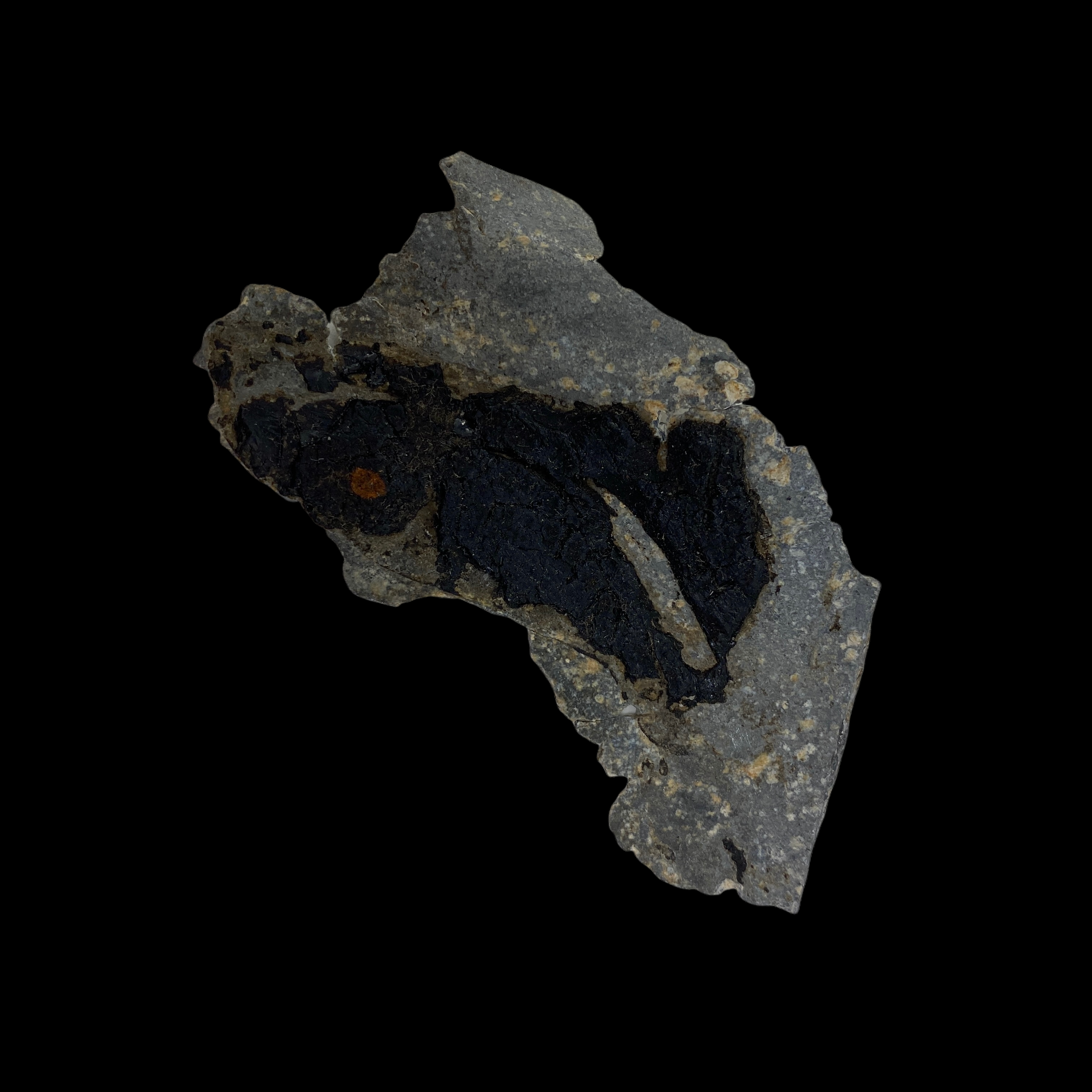 PhotoRoom_20220107_110534.PNG