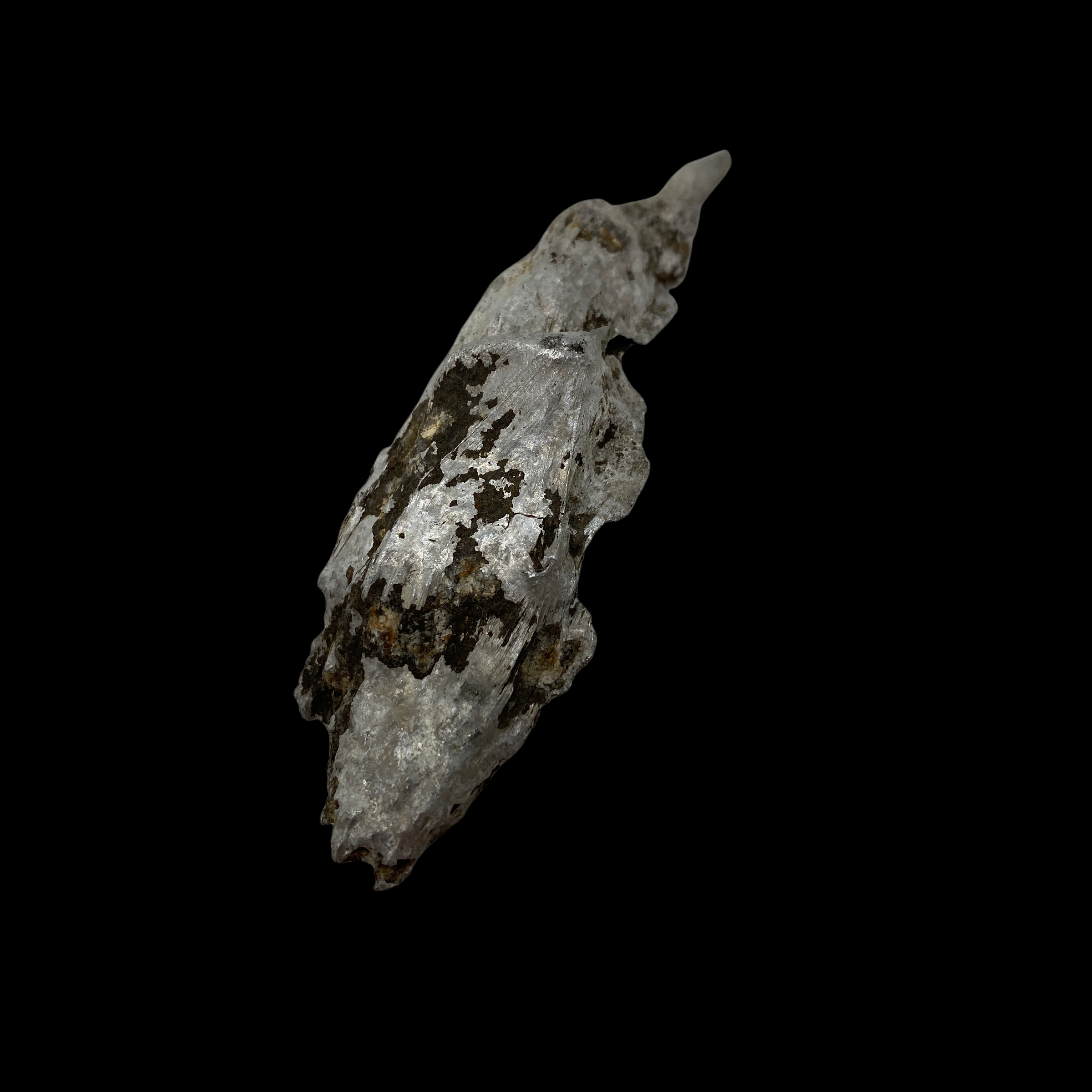 PhotoRoom_20220111_174750.PNG