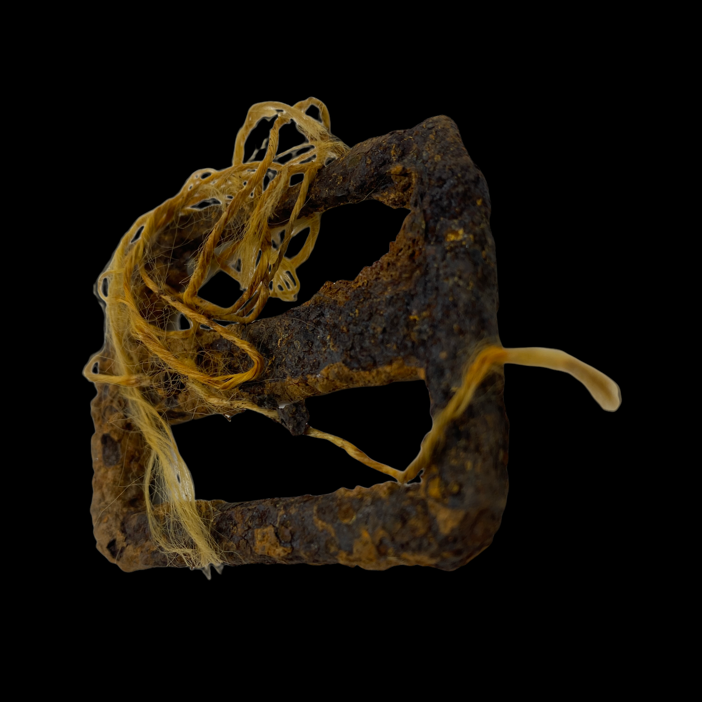 PhotoRoom_20220113_193808 2.PNG