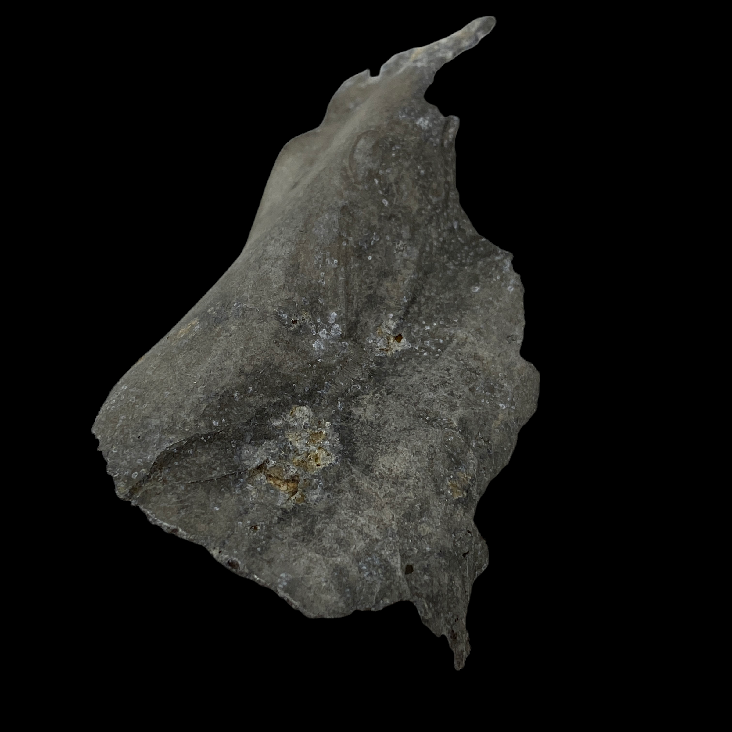 PhotoRoom_035_20220513_095431.PNG