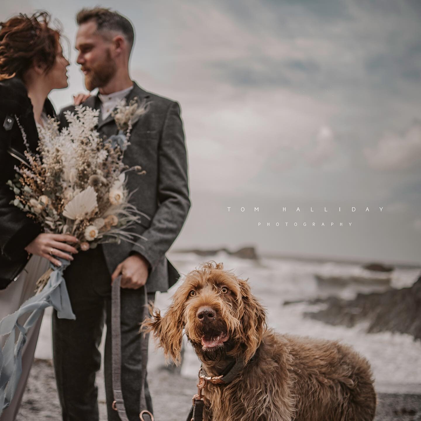 &mdash;- Winston &mdash;- 

Ellen + Nick&rsquo;s elopement wouldn&rsquo;t have been complete without their awesome dog Winston. 

He rocked the wind swept look!
@samyanglensglobal @tunnelsbeaches