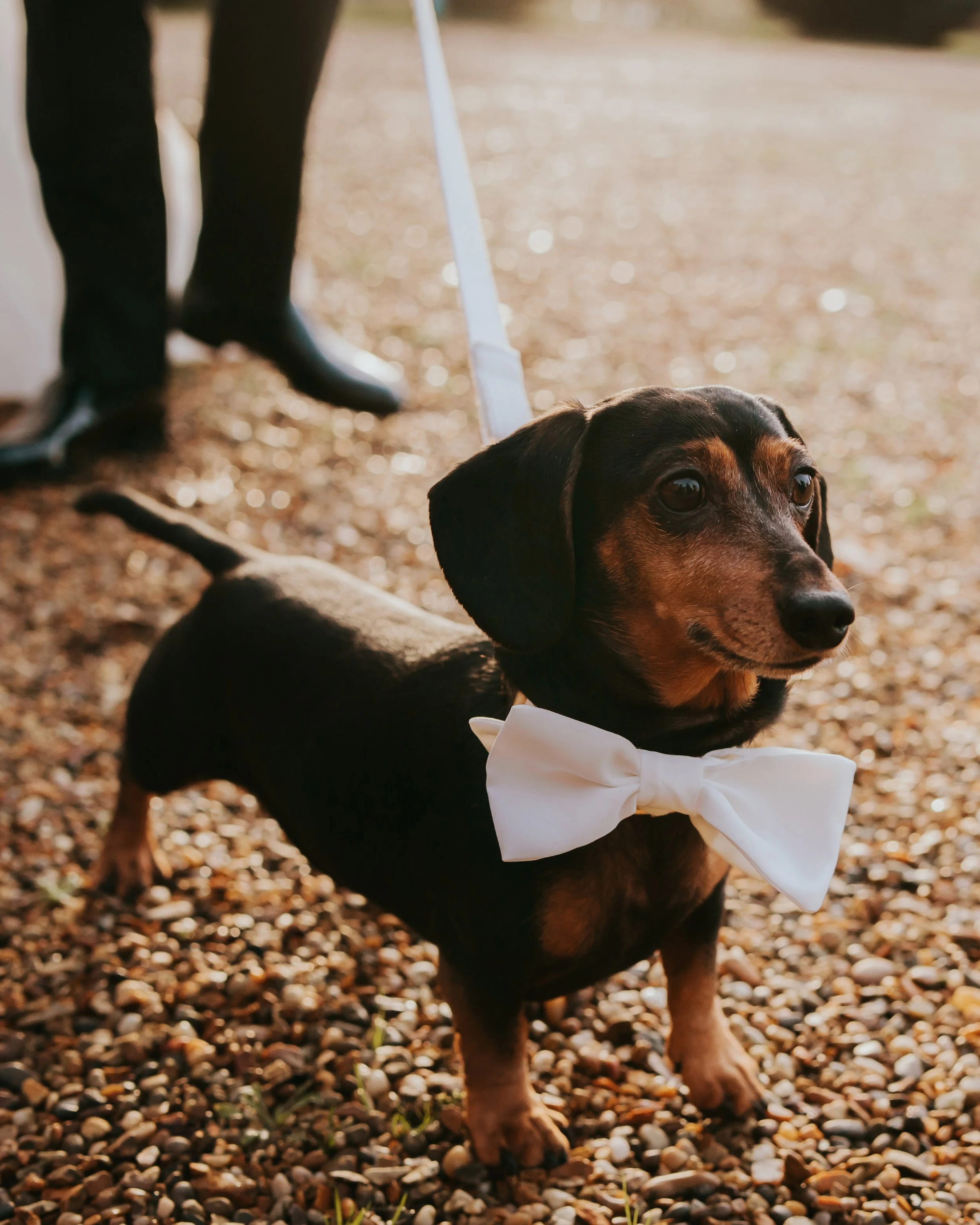 Dog Wedding Photography Gosfield Hall.jpg