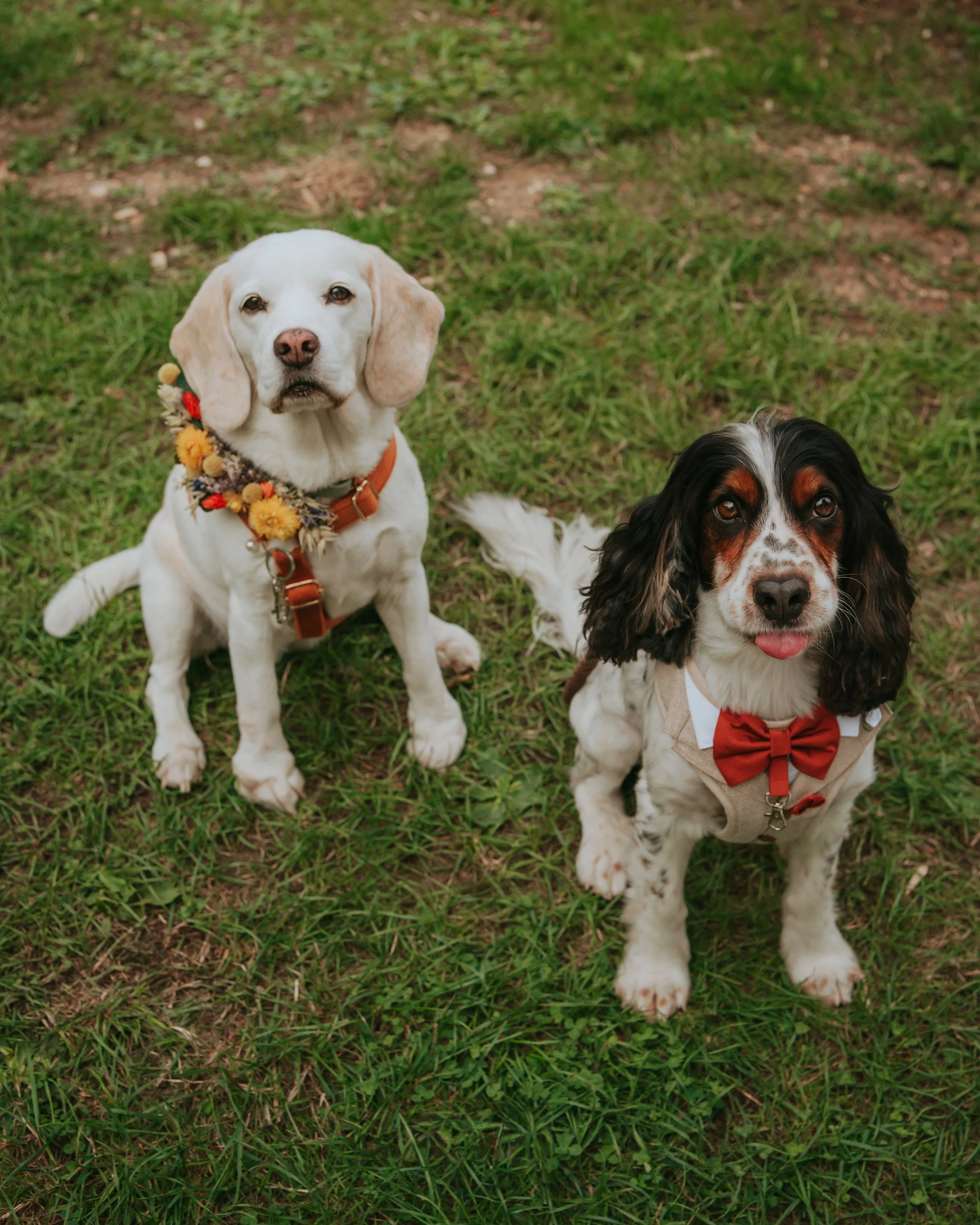 Dog Wedding Photography Captains Woods Barn.jpg