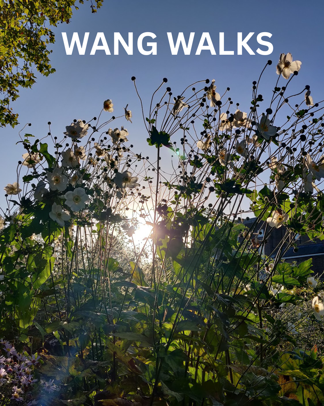 wANG+WALKS.png