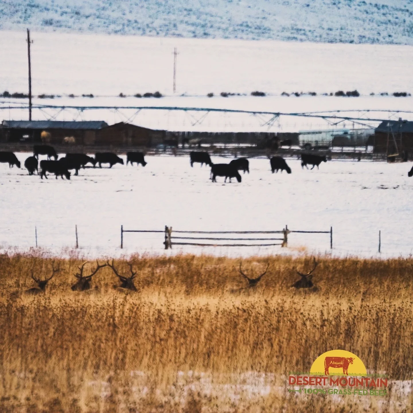 Where wild antlers meet winter pasture.
Elk and cattle sharing the same Idaho ground &mdash; proof that good stewardship makes room for all.
This is what biodiversity looks like out West. 🤎🌾❄️

#desertmountainbeef #idaho #biodiversity #sustainablea