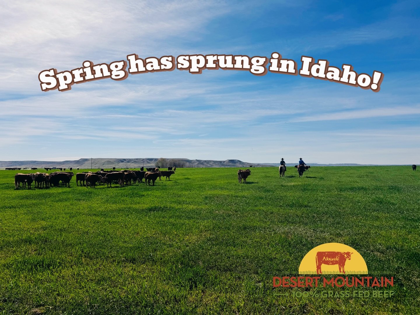 🌱Idaho spring: calves bouncing, grass growing, sun shining- we&rsquo;re in cowboy heaven out here! ☀️🐮🤠

Raising beef the way nature intended&mdash;so you can feed your family the same way! 🤍

#grassfedbeef #wagyu #beef #idaho #desertmountain
