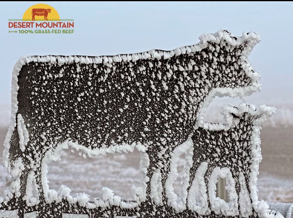❄️ Cold temps make for bitter morning chores. 
We&rsquo;re bundled up and checking the herd- breaking ice on water troughs and making sure all everyone is accounted for. 🤍

#grassfedbeef #idaho #akaushi #wagyu #winter