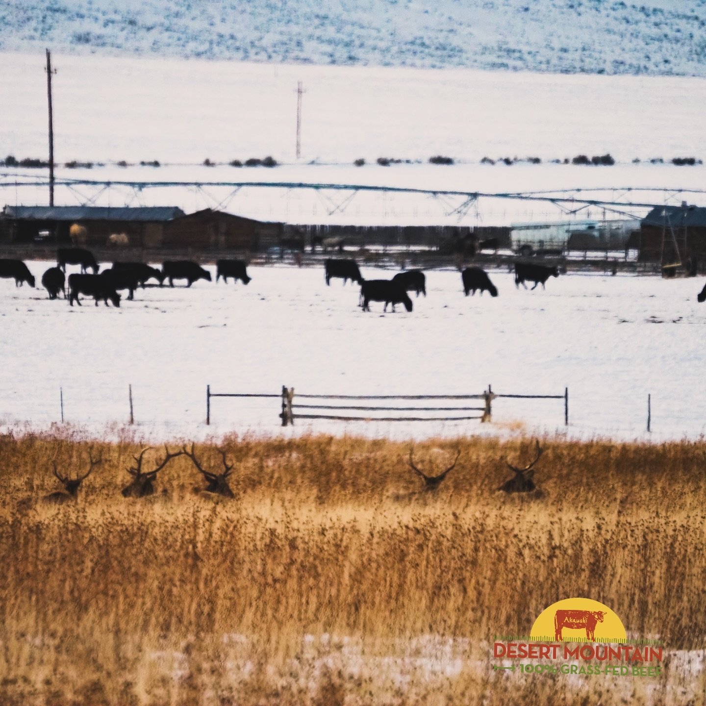 Where wild antlers meet winter pasture.
Elk and cattle sharing the same Idaho ground &mdash; proof that good stewardship makes room for all.
This is what biodiversity looks like out West. 🤎🌾❄️

#desertmountainbeef #idaho #biodiversity #sustainablea