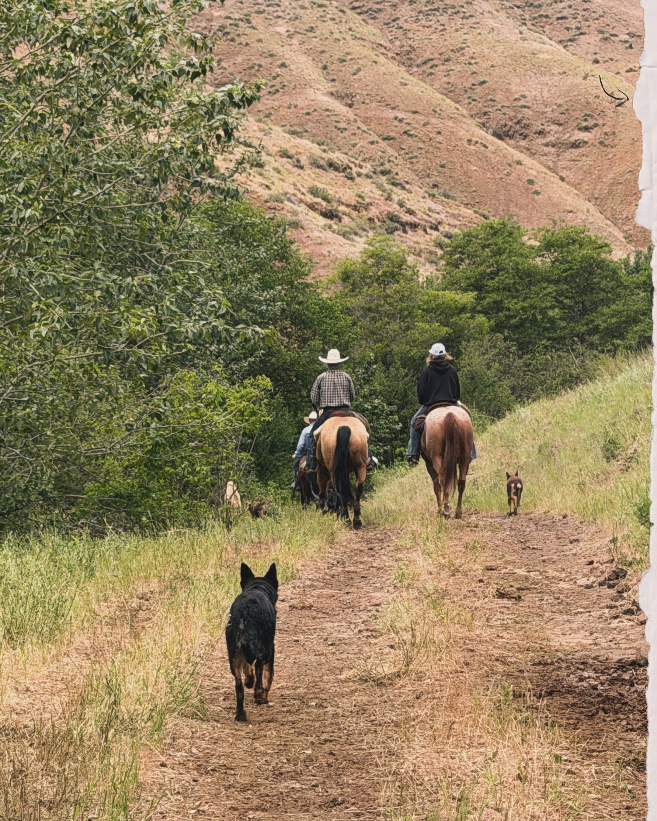 🌵 Summer, the way we like it.
Somewhere between sagebrush and supper time.

#ranchlife #western #raisedright #beef #idaho